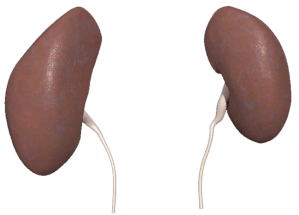Bought kidneys look like stolen kidneys; can you spot the difference?